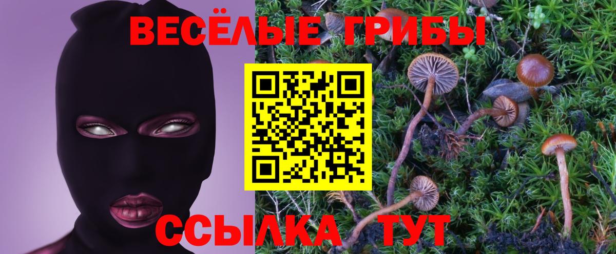 Галлюциногенные грибы прущие грибы  Димитровград  Псилоцибиновые грибы Psilocybe 